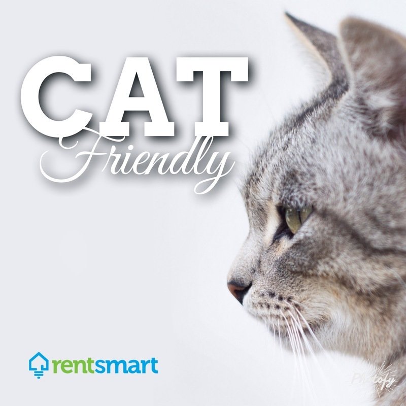 Stylish Two Bedroom - Pet Friendly! property image